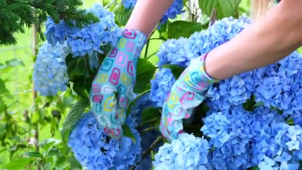 Yakın plan. Eldivenli bahçıvan eski kuru yaprakları kesiyor, mavi bir ortanca çalısı üzerinde yapraklar. Çiçekçi bahçe merkezindeki bitkilerle ilgileniyor. Çiçekçilik, bahçıvanlık, çiçekçilik, bahçecilik. — Stok video