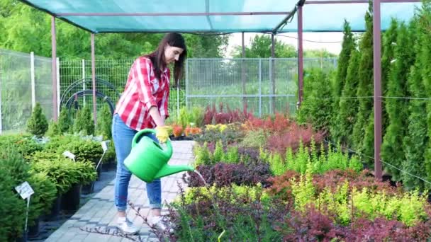 Kvinnliga trädgårdsmästare eller en blomsterhandlare häller krukväxter från en vattenkanna i en trädgård centrum. Skötsel av växter i växthuset. blomsterhandel, trädgårdsskötsel, blomsterhandel, trädgårdsskötsel. — Stockvideo