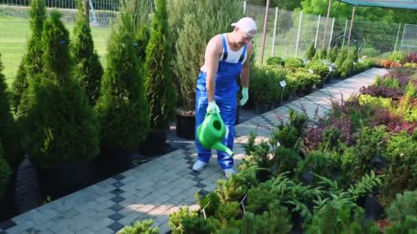 Αρσενικό κηπουρός ή ανθοπώλης ρίχνει γλάστρες από ένα ποτιστήρι σε ένα κέντρο κήπου. φροντίδα των φυτών στο θερμοκήπιο. ανθοκομία, κηπουρική, ανθοκομία. — Αρχείο Βίντεο