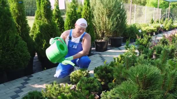 Mannelijke tuinier of een bloemist giet potplanten uit een gieter in een tuincentrum. verzorging van planten in de kas. bloementeelt, tuinbouw, bloementeelt. — Stockvideo
