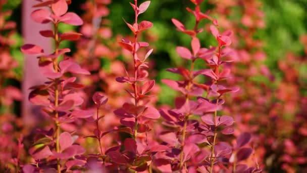 Κοντινό πλάνο. μικρά κόκκινα μούρα σε γλάστρες, σε ένα κήπο ή θερμοκήπιο, προς πώληση. φυτά κήπου. ανθοκομία, ανθοκομία, κηπουρική, κηπουρική. — Αρχείο Βίντεο