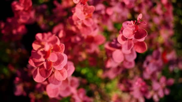 Primer plano. pequeñas bayas rojas en macetas, en un centro de jardinería o invernadero, para la venta. plantas de jardín. floristería, floristería, jardinería, horticultura . — Vídeos de Stock