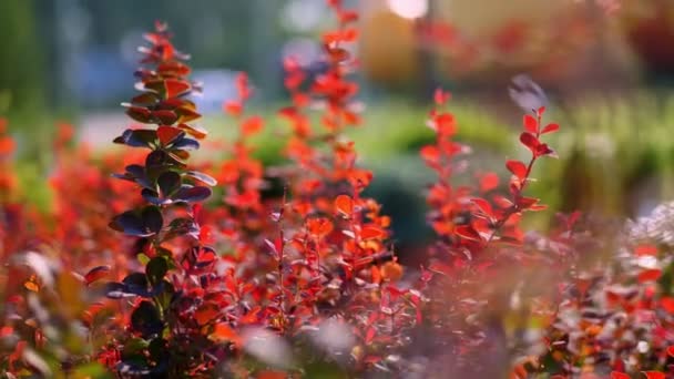 Yakın plan. Çiçek saksılarında küçük kırmızı böğürtlenler, bir bahçe merkezinde ya da serada, satılık. Bahçe bitkileri Çiçekçilik, çiçekçilik, bahçıvanlık, bahçecilik.. — Stok video