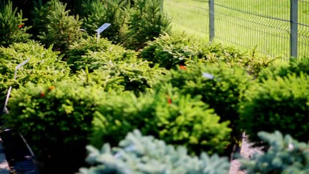 Close-up. kleine groenblijvende kerstbomen in bloempotten, in een tuincentrum of kas, te koop. bloementeelt, tuinbouw, bloementeelt. — Stockvideo