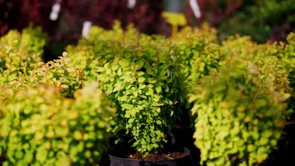 Close-up. kleine groene bessen in bloempotten, in een tuincentrum of kas, te koop. tuinplanten. bloementeelt, bloementeelt, tuinbouw. — Stockvideo