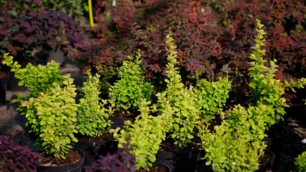 Close-up. kleine groene bessen in bloempotten, in een tuincentrum of kas, te koop. tuinplanten. bloementeelt, bloementeelt, tuinbouw. — Stockvideo