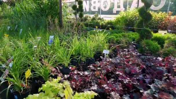 플라스틱 화분에 있는 다양 한 식물들이 팔리고, 화려 한 온실 시장이나 정원에 있다. 사업 과 쇼핑. 정원가꾸기, 정원가꾸기. — 비디오
