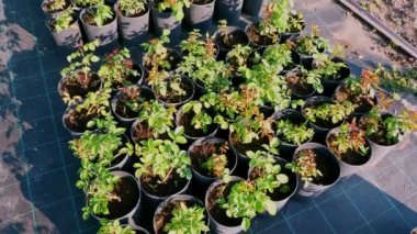 Üst Manzara. Çiçekçide ya da bahçe dükkanında satılmak üzere plastik saksılarda farklı türde gül fideleri. İş ve alışveriş. Çiçekçilik, bahçıvanlık.