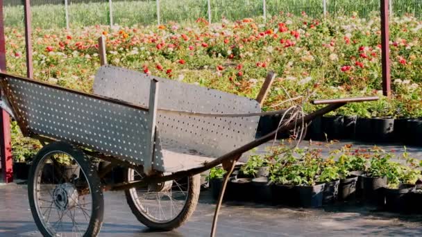 Zahradní vozík na pozadí plantáže růžových keřů. květinářství, zahradnictví, zahradnictví. — Stock video