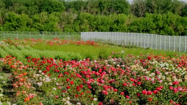 Φυτεία ανθοφόρων τριανταφυλλιών. καλλιέργεια φυτών διαφόρων ειδών τριαντάφυλλων για φύτευση. ανθοκομία, κηπουρική, ανθοκομία. — Αρχείο Βίντεο