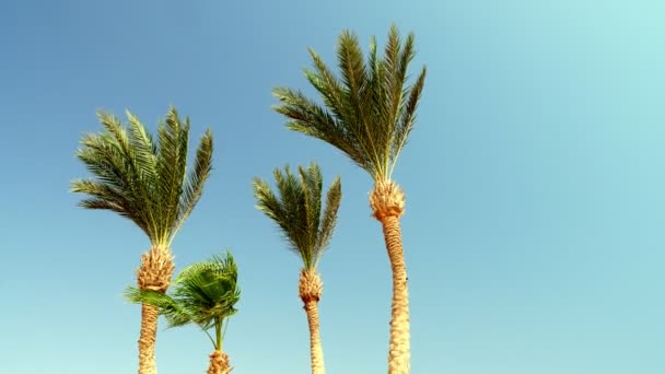 蓝天衬托下明亮的棕榈树绿色树梢 — 图库视频影像