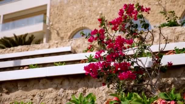 Arbusto con flores de color rosa brillante, balanceándose en el viento, en un día soleado de verano caliente — Vídeo de stock