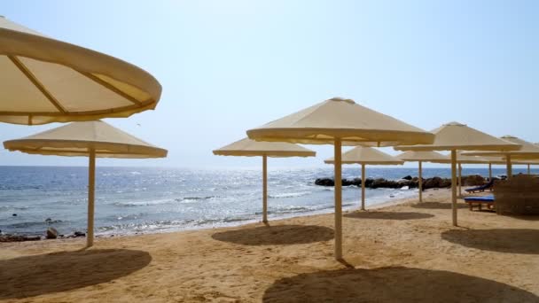 Leerer, menschenleerer Strand mit Palmen, Liegestühlen und Sonnenschirmen eines teuren Hotels, während oder nach einer Sperrung aufgrund von Covid-19. Wiedereröffnung von Hotels für Touristen — Stockvideo