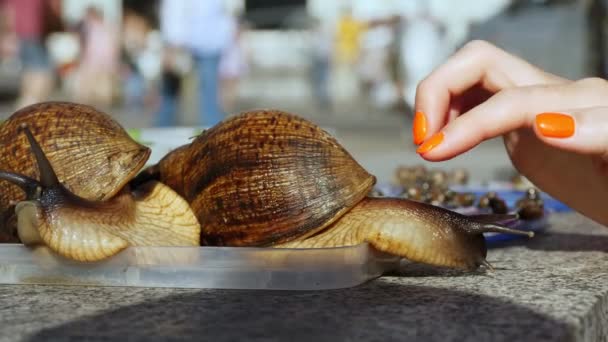 Close-up, two large brown Achatina snails, on an urban background — Stock Video