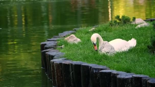 Krásná bílá labuť, sedící na zelené trávě trávníku, u rybníka. léto. — Stock video