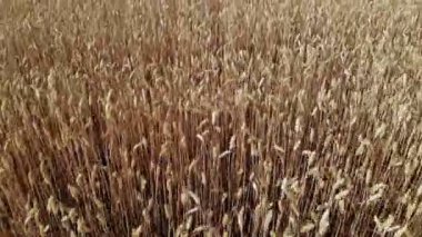 Aero, üst manzara. Güzel, altın buğday tarlası. Olgun dikenler rüzgarda sallanıyor.
