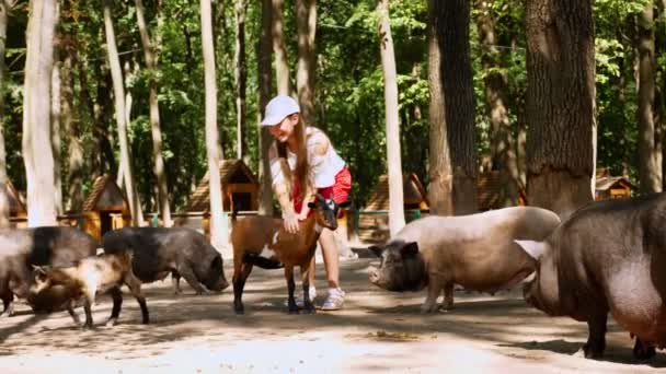 Criança, menina acariciando uma pequena criança de cabra, em um zoológico de estimação ou em uma fazenda. fica entre várias cabras e porquinhos. a menina está muito feliz . — Vídeo de Stock