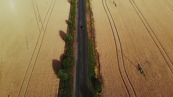 Aero, pohled shora. Uprostřed nekonečného zlatého pšeničného pole je dálnice, která se táhne až k obzoru. projíždí kolem něj auto. modrá bezmračná obloha — Stock video