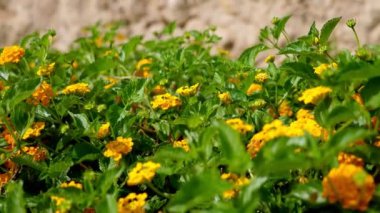 Yakın plan, çiçekli, parlak sarı çiçekli ve yemyeşil çimenli