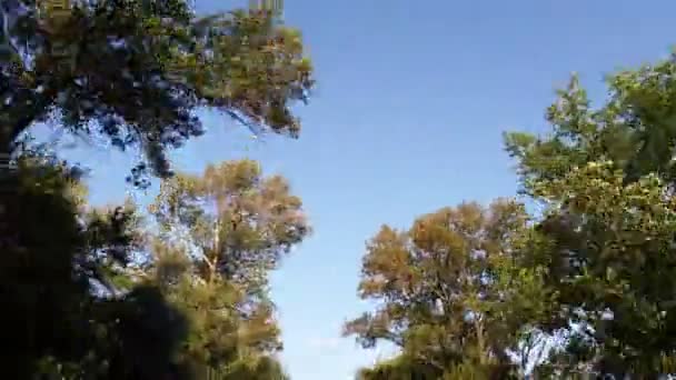 Vista de abajo hacia arriba. copas de árboles contra el cielo azul. en movimiento. — Vídeo de stock