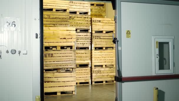 Armazenamento de maçã. Armazém. pilhas de caixas de madeira com maçãs em enorme câmera de geladeira de armazenamento airless, sala de armazenamento especial no armazém. tecnologia de armazenamento de maçã — Vídeo de Stock