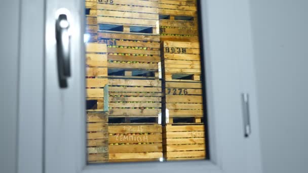 Almacenamiento de manzana. almacén. pilas de cajas de madera con manzanas en una enorme cámara frigorífica de almacenamiento sin aire, trastero especial en el almacén. tecnología de almacenamiento de manzana — Vídeos de Stock