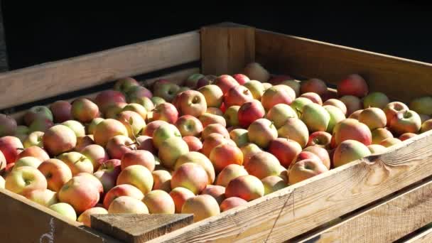 Cosecha de manzana. Primer plano. Gran caja de madera, llena de manzanas recién cosechadas, al aire libre. Carretilla elevadora transfiere caja de manzanas al almacén para almacenamiento. — Vídeos de Stock