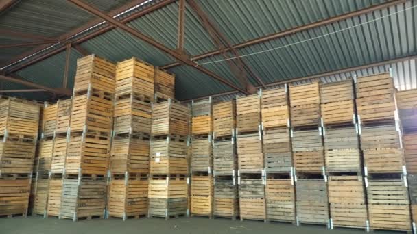 Almacenamiento de manzana. almacén. pilas de cajas de madera para frutas, cajas con manzanas en el almacén de almacenamiento. cosecha de manzana — Vídeos de Stock