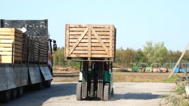 Colheita de maçã. empilhadeira descarrega caminhão, cheio de caixas de madeira com maçãs recém-colhidas, ao ar livre. carregador transfere caixas de maçãs para armazém para armazenamento. — Vídeo de Stock