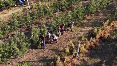 Elma hasatı Aero, üst manzara. Çiftçiler meyve bahçesindeki ağaçlardan olgun, sulu elmalar toplarlar. Sonbahar güneşli bir gün. Tarım. Dron elma ağaçlarının üzerinden uçuyor..