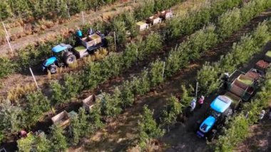 Elma topluyorum. Aero, üst manzara. İşçiler meyve bahçesindeki olgun elmaları toplarlar. Traktörler, elma ağaçları arasında taze toplanmış elmalarla dolu tahta kutular taşırlar. Sonbahar güneşli bir gün. Tarım.