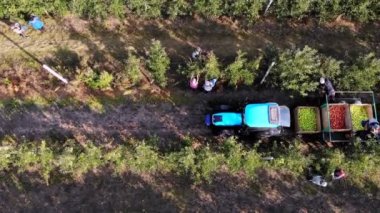 Elma hasatı Aero, üst manzara. İşçiler meyve bahçesindeki olgun elmaları toplarlar. Traktör elma ağacı sıralarının arasında duruyor ve yeni toplanmış elmalarla birlikte büyük tahta kutular taşıyor. Sonbahar güneşli bir gün