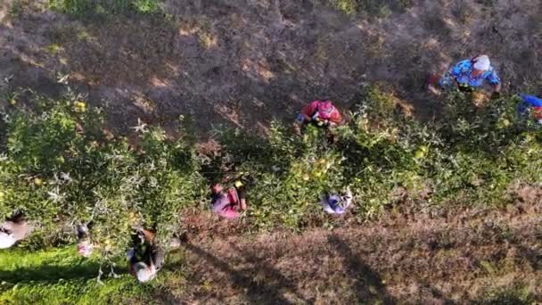 Elma hasatı Aero, üst manzara. Çiftçiler meyve bahçesindeki ağaçlardan olgun, sulu elmalar toplarlar. Sonbahar güneşli bir gün. Tarım. Dron elma ağaçlarının üzerinden uçuyor.. — Stok video