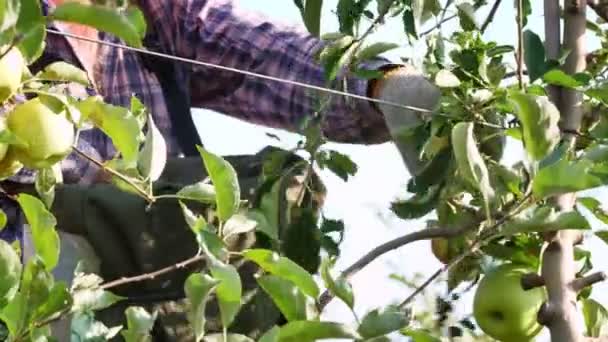 Appeloogst. appeloogst. Mannelijke seizoenarbeider, in tuingereedschap handschoenen, plukt rijpe, sappige appels van boom in boerderij boomgaard. close-up. Zonnige herfstdag. Landbouw. — Stockvideo