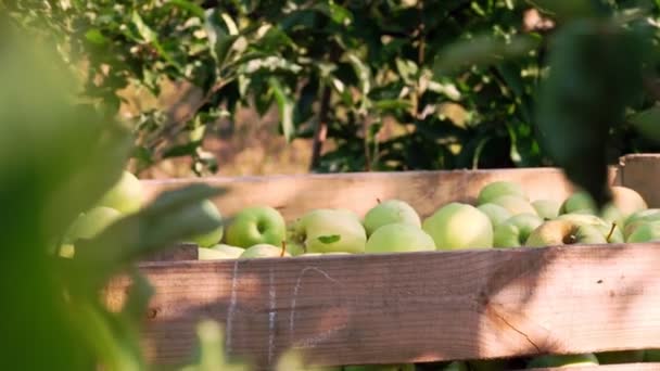 Cosecha de manzana. Primer plano. Gran caja de madera, llena de manzanas recién recogidas, al aire libre, en el huerto de la granja. día soleado de otoño. Agricultura. — Vídeos de Stock