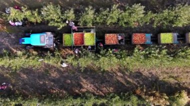 Elma hasadı. Elma hasadı. Aero, üst manzara. Çiftçiler meyve bahçesindeki olgun elmaları toplarlar. Traktör elma ağacı sıralarının arasında duruyor ve yeni toplanmış elmalarla birlikte büyük tahta kutular taşıyor. sonbahar