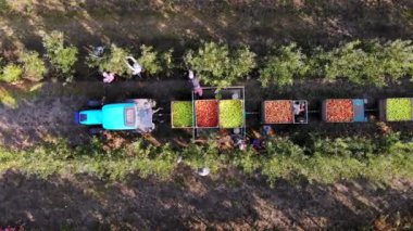 Elma hasadı. Elma hasadı. Aero, üst manzara. Çiftçiler meyve bahçesindeki olgun elmaları toplarlar. Traktör elma ağacı sıralarının arasında duruyor ve yeni toplanmış elmalarla birlikte büyük tahta kutular taşıyor. sonbahar