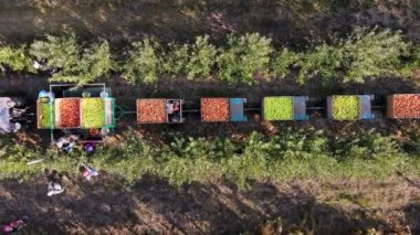 Elma hasadı. Elma hasadı. Aero, üst manzara. Çiftçiler meyve bahçesindeki olgun elmaları toplarlar. Traktör elma ağacı sıralarının arasında duruyor ve yeni toplanmış elmalarla birlikte büyük tahta kutular taşıyor. sonbahar