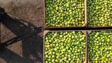 Elma hasatı Büyük ahşap sandıklı kamyonet, taze toplanmış elmalarla dolu, açık havada. Aero 'ya yakın çekim. Üst Manzara. Kamyon, kutuları depo için depoya aktarıyor.