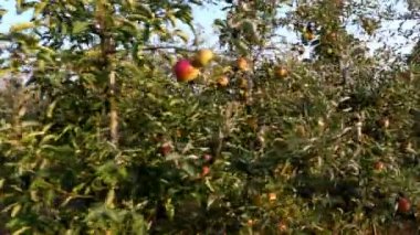 Elma bahçesi. elma hasadı. Çiftlik bahçesinde bir sürü olgun meyveli, elma sıraları. Sonbaharda, gün batımında. Tarım.