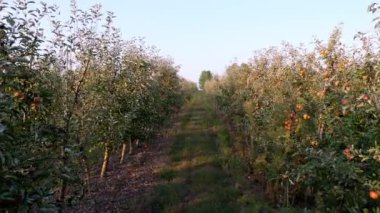 Elma bahçesi. elma hasadı. Çiftlik bahçesinde bir sürü olgun meyveli, elma sıraları. Sonbaharda, gün batımında. Tarım.