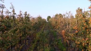 Elma bahçesi. elma hasadı. Çiftlik bahçesinde bir sürü olgun meyveli, elma sıraları. Sonbaharda, gün batımında. Tarım.