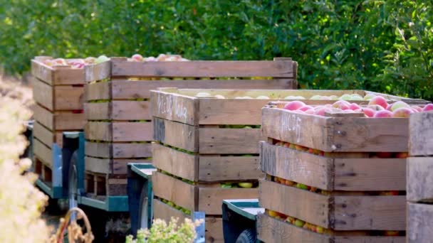 사과 수확. 큰 나무 상자, 방금 수확 사과와 상자 농장 과수원에. 가을 화창 한 날입니다. 농업. — 비디오