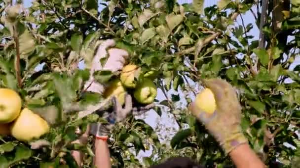 Pommes. récolte de pommes. travailleurs saisonniers, dans les gants de jardinage, cueillent des pommes mûres et juteuses dans les arbres du verger agricole. Gros plan. journée ensoleillée d'automne. Agriculture. — Video