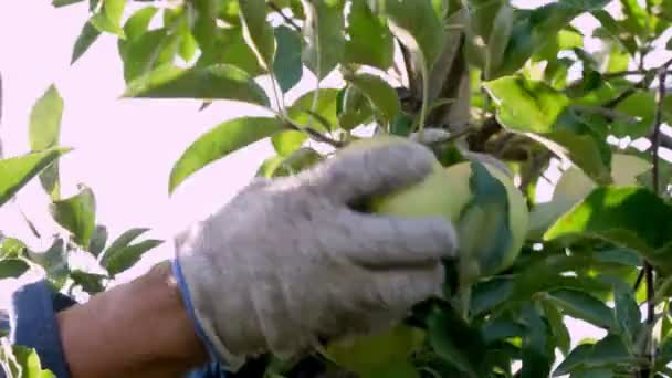 Jablko. sklizeň jablek. Muž sezónní pracovník, v zahradnických rukavicích, sbírá zralá, šťavnatá jablka ze stromu v sadě farmy. detailní záběr. podzimní slunečný den. Zemědělství. — Stock video