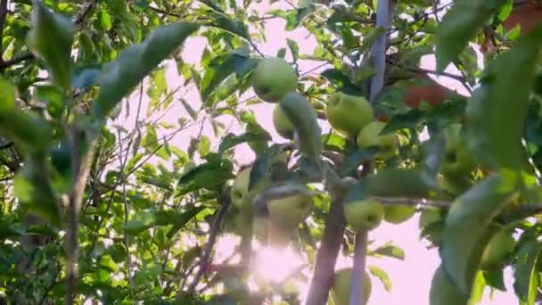 Jablko. sklizeň jablek. sezónní dělník sbírá zralá šťavnatá jablka ze stromů na farmě. detailní záběr. podzimní slunečný den. Zemědělství. — Stock video
