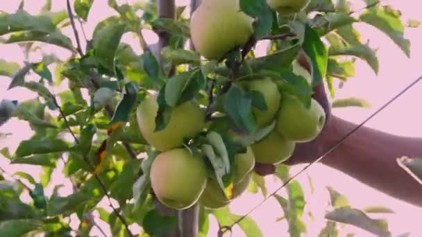 Appeloogst. appeloogst. seizoenarbeider plukt rijpe, sappige appels van bomen in boerderij boomgaard. close-up. Zonnige herfstdag. Landbouw. — Stockvideo