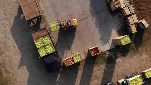 Raccolto di mele. carrello elevatore carichi camion con casse di legno, pieno di mele appena raccolte, all'aperto. camion trasferisce scatole al magazzino per lo stoccaggio. Aero. vista dall'alto. — Video Stock