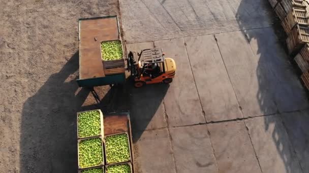 Apple harvest. forklift truck loads truck with wooden crates, full of freshly harvested apples, outdoors. truck transfers boxes to warehouse for storage. aero. top view. — Stock Video