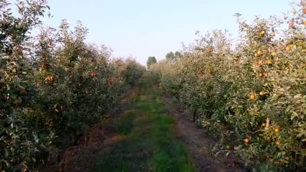 Huerto de manzanas. cosecha de manzanas. filas de manzanos con muchas frutas maduras, manzanas en ellos, en el jardín de la granja. otoño, al atardecer. Agricultura. — Vídeos de Stock